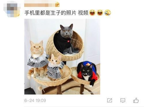 养猫跟不养猫的人差距真的很大这些特征瞒不住