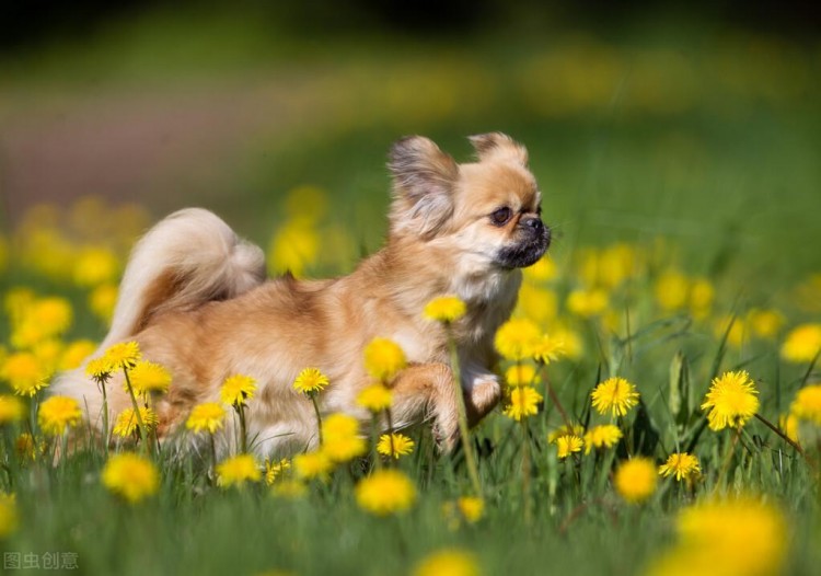 一只西藏猎犬从韶关专车托运到珠海的案例分享