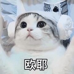 猫咪一生有6大“心愿”，你满足了几个？