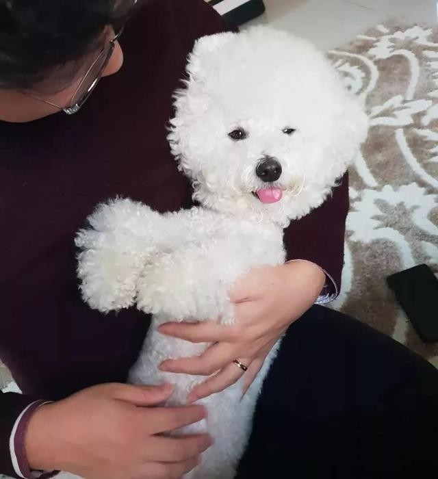 为什么有人如此专注于比熊犬？没有人能拒绝这些事情，你是这样的吗？