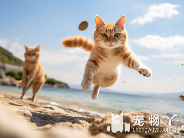 银点猫的血统是什么？